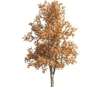 Modern Tree-ID:631335973