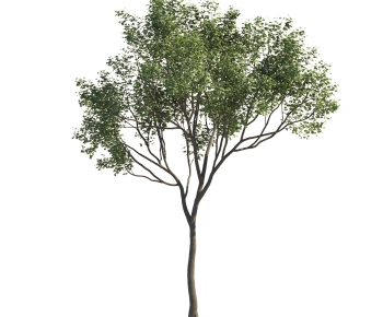 Modern Tree-ID:545886994