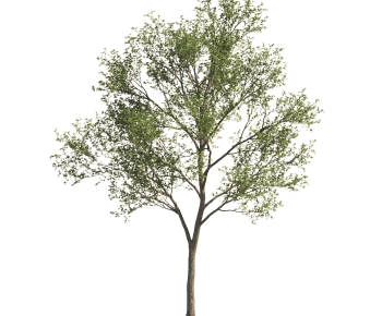 Modern Tree-ID:611933957