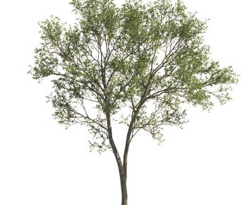 Modern Tree-ID:492381108