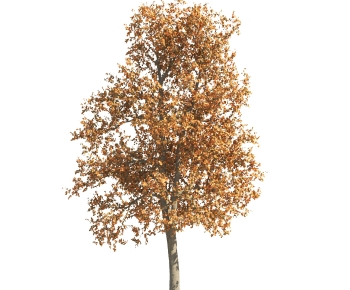 Modern Tree-ID:340446004