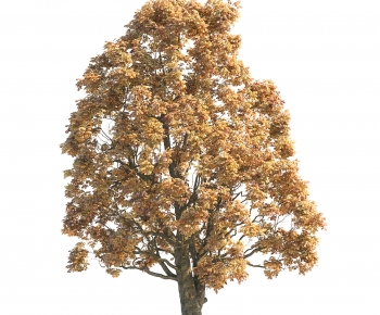 Modern Tree-ID:991941938