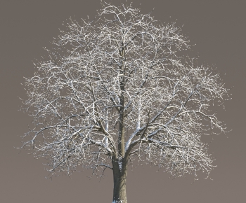 Modern Tree-ID:666764974
