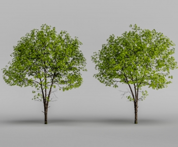 Modern Tree-ID:821589957