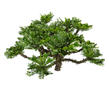 Modern Tree-ID:616576911