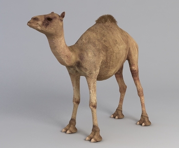 Modern Mammal-ID:944096091