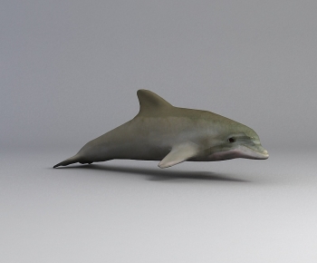 Modern Mammal-ID:832191944