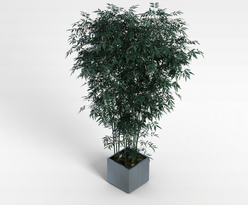 Modern Bamboo-ID:499610983
