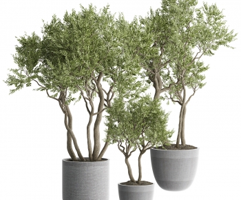 Modern Ground Green Plant Potted Plants-ID:806874046