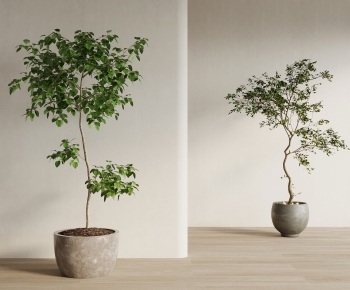 Modern Potted Green Plant-ID:417546039