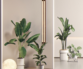 Modern Ground Green Plant Potted Plants-ID:526894094