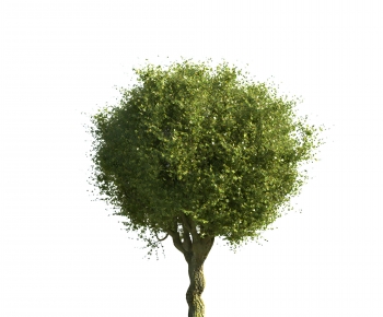 Modern Tree-ID:824096923