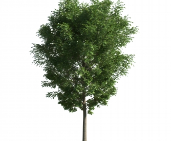 Modern Tree-ID:486236109