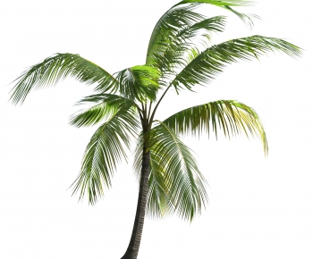 Modern Tree-ID:966523894