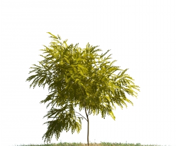Modern Tree-ID:369587904