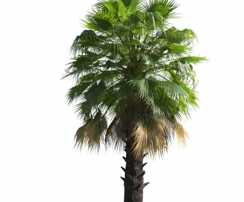 Modern Tree-ID:899872065