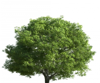 Modern Tree-ID:896187077