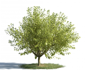 Modern Tree-ID:137628086