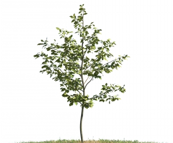 Modern Tree-ID:340655095