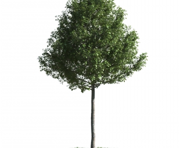 Modern Tree-ID:598728909