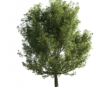 Modern Tree-ID:830580951