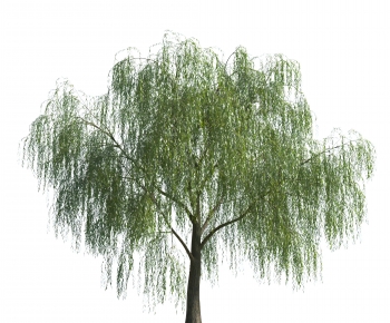 Modern Tree-ID:257555967