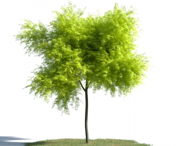Modern Tree-ID:482640036