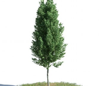 Modern Tree-ID:949604994