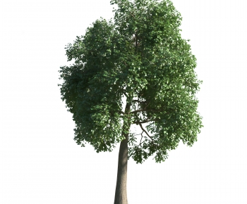 Modern Tree-ID:208692071