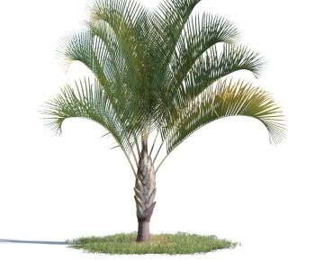 Modern Tree-ID:439882046