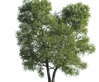 Modern Tree-ID:505064013