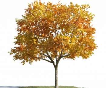 Modern Tree-ID:263231991