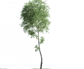 Modern Tree-ID:335105902