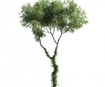 Modern Tree-ID:389730986