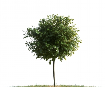 Modern Tree-ID:371649325