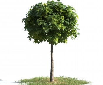 Modern Tree-ID:776781086