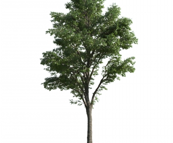 Modern Tree-ID:475434069