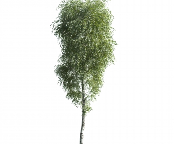 Modern Tree-ID:171809915