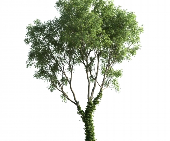 Modern Tree-ID:445219044
