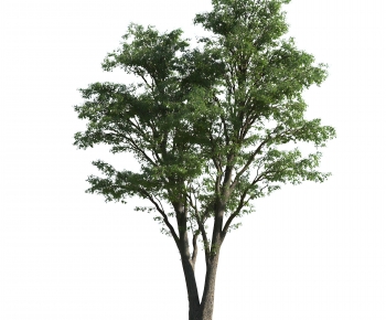 Modern Tree-ID:977230164