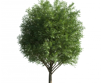 Modern Tree-ID:287330244