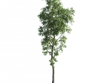 Modern Tree-ID:971085077