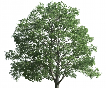 Modern Tree-ID:776169348