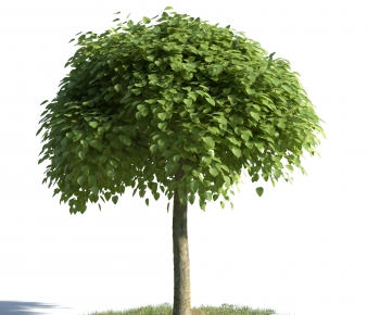 Modern Tree-ID:529335027