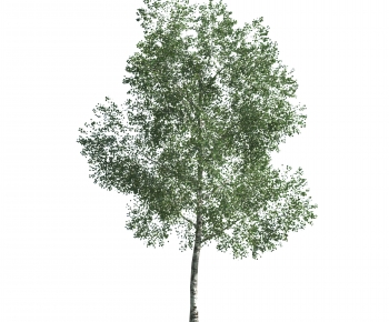 Modern Tree-ID:229378941