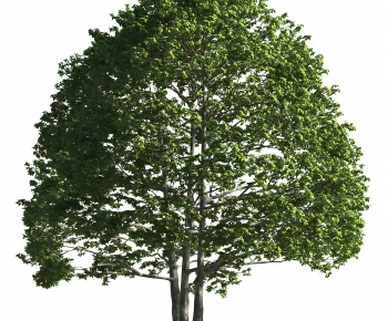Modern Tree-ID:839122069