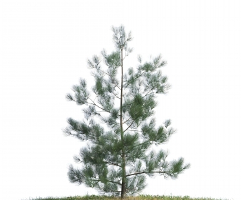 Modern Tree-ID:864229923