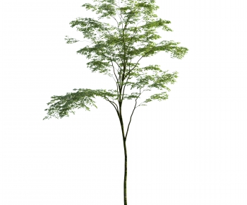 Modern Tree-ID:630419022