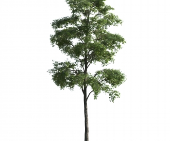 Modern Tree-ID:588032013