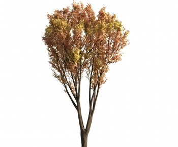 Modern Tree-ID:382318975
